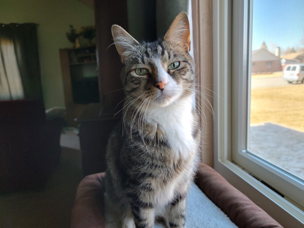 A brown and gray tabby with magnificent whiskers deigns to allow his photograph.